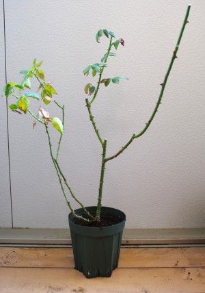 植え替え完了